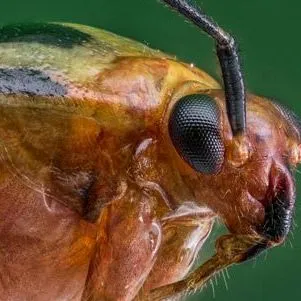 thumbnail for publication: Fourlined Plant Bug Poecilocapsus lineatus (Fabricius) (Insecta: Hemiptera: Miridae)